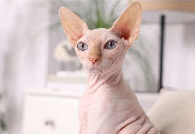 kucing sphynx